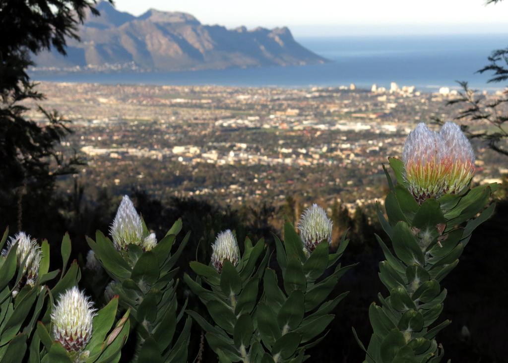 Featherbed Somerset West Quarto foto
